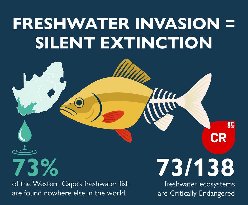 Catch-and-release key to saving indigenous fish