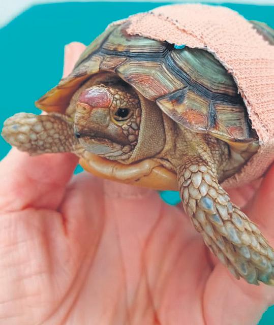 Padlopertjie kry dalk 'n tweede kans