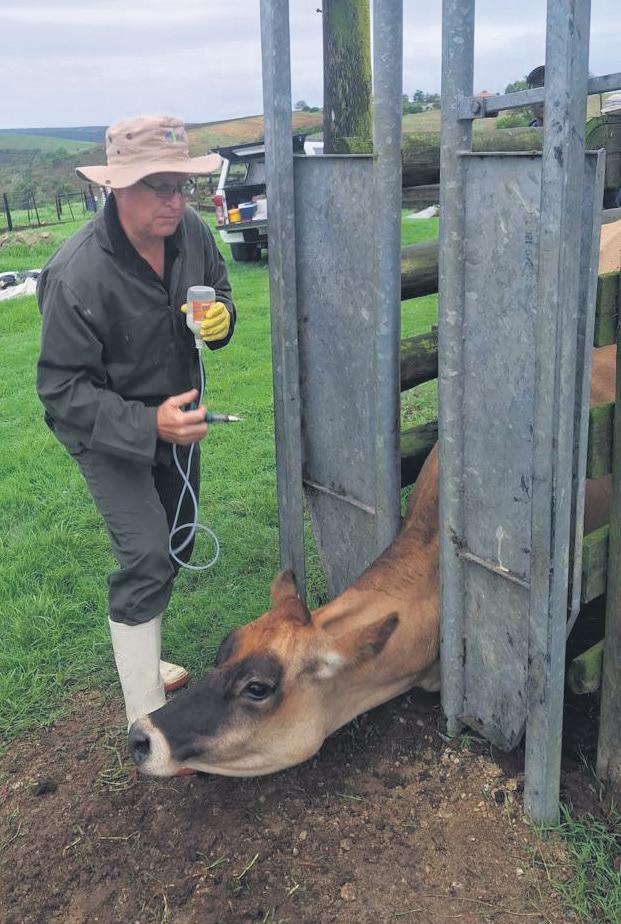Nuwe geval van BKS in Mosselbaai-gebied bevestig