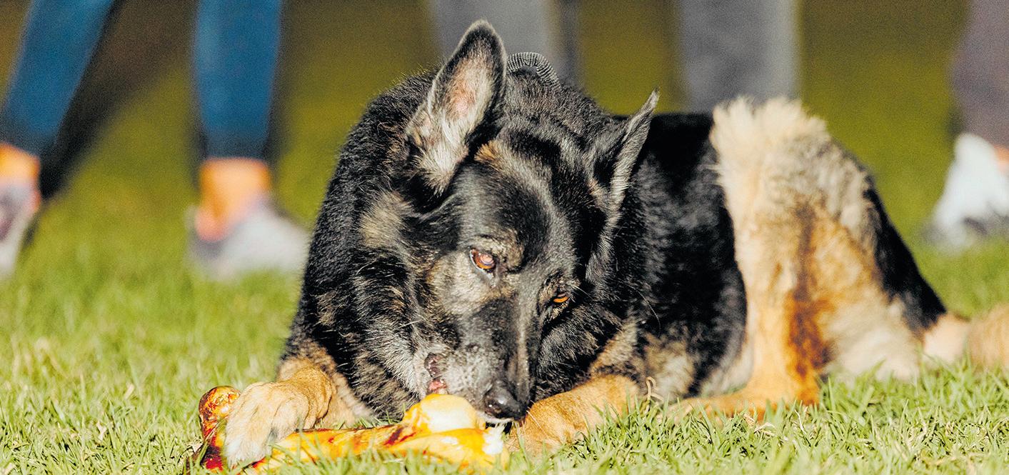 K9 Blackie gets his final call