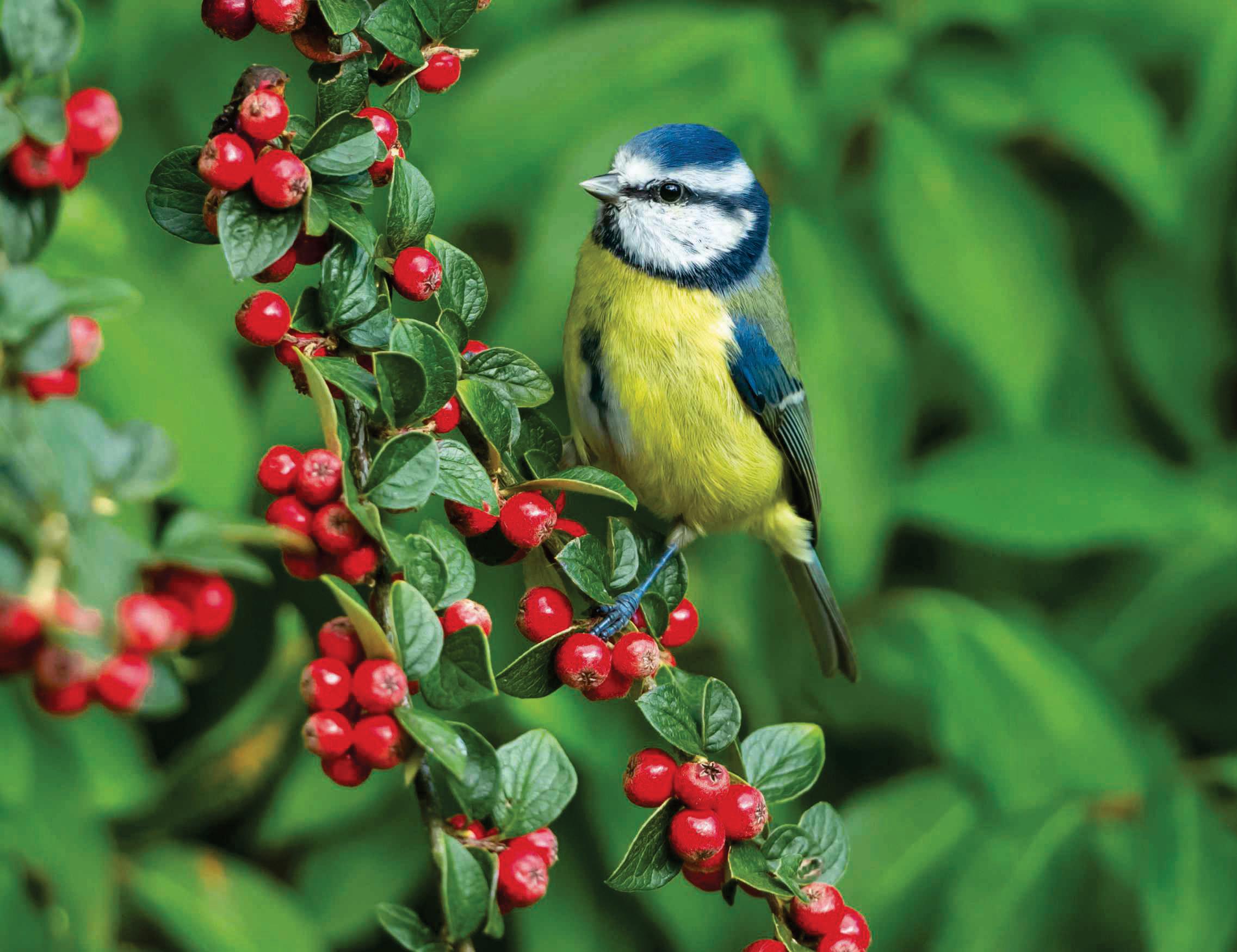 In your garden THIS MONTH