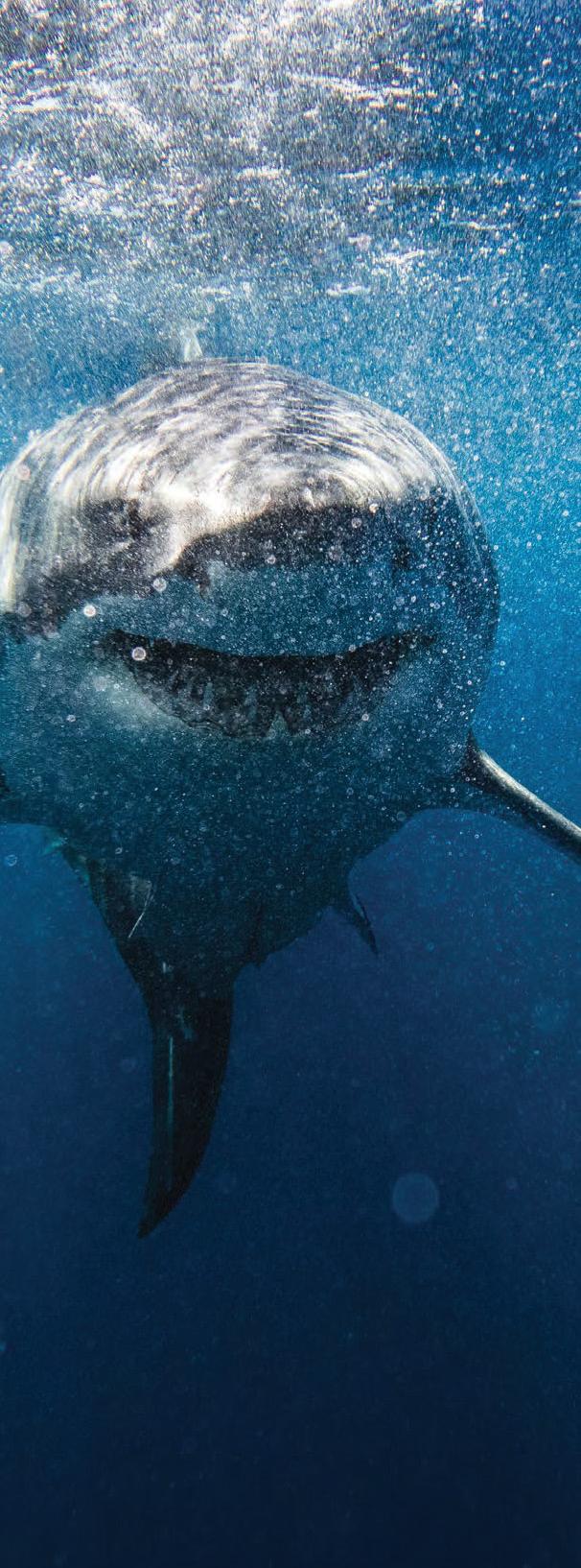 How to survive a shark attack