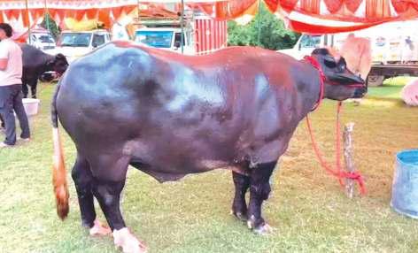 உத்தரப் பிரதேசத்தில் முந்திரி, பாதாம் தின்று வளர்ந்த எருமை மாட்டின் விலை ரூ.8 கோடி!