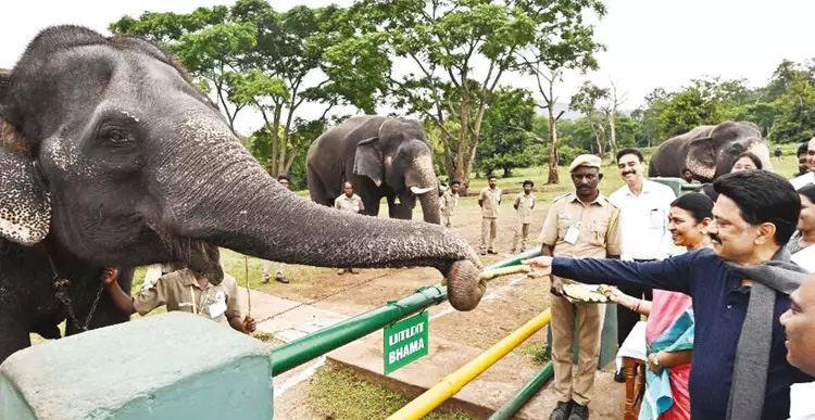 முதுமலையில் யானைக்கு கரும்பு வழங்கி மகிழ்ந்த முதலமைச்சர் மு.க.ஸ்டாலின்