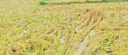 டெல்டா மாவட்டங்களில் கனமழை ஆயிரக்கணக்கான ஏக்கர் நெற்பயிர்கள் நீரில் மூழ்கின