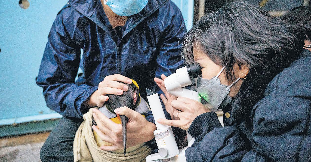 In world first, cataract surgery successful on penguins