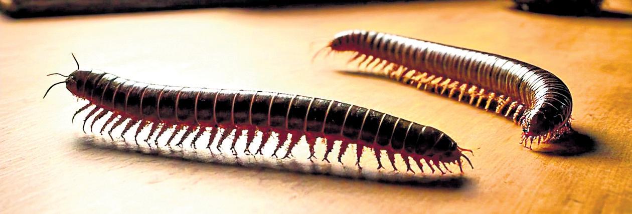 LEG-POWER: FINDING GROUND LIKE THE CENTIPEDE & MILLIPEDE