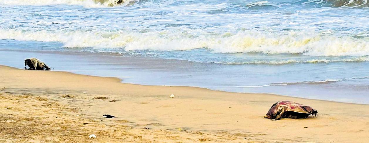 9 Olive Ridley carcasses wash ashore, probe sought