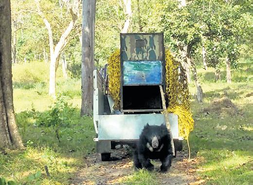 Forest officials capture sloth bear, release animal into MTR