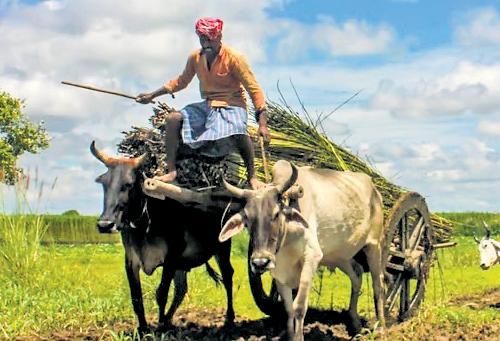 Govt plans to revive district agro-met units