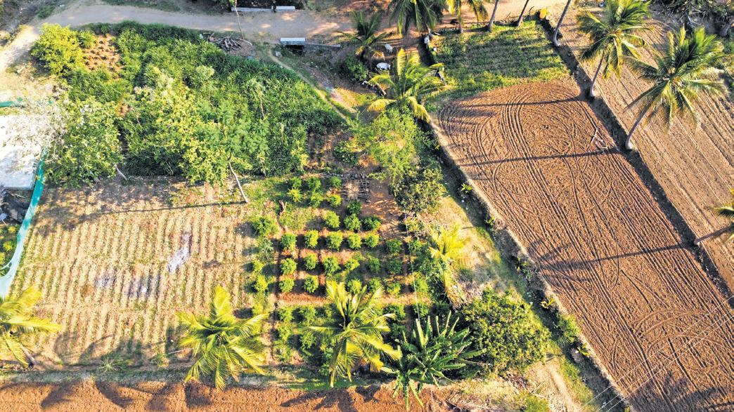 ROOTING FOR A GREEN FUTURE