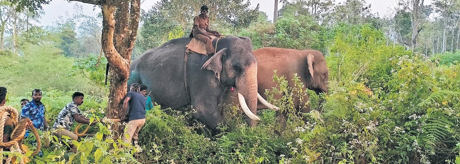'Bullet' turns meek and warms up to mahouts, may be free soon