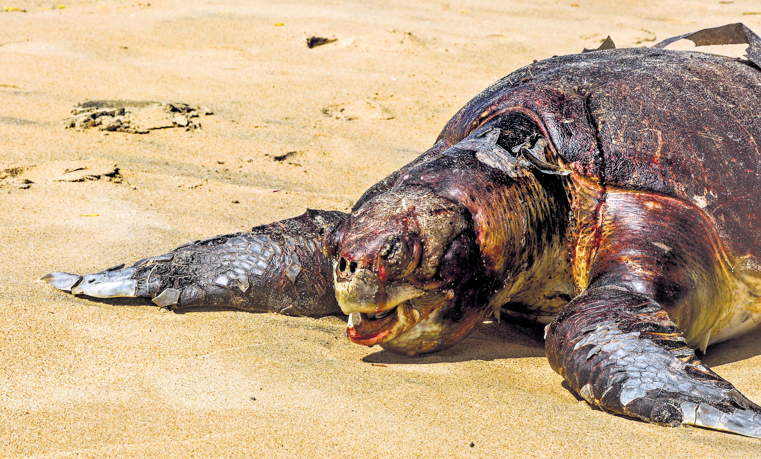 TAMIL NADU JUNKS TURTLE EXCLUDER DEVICES, KILLS OLIVE RIDLEYS EN MASSE