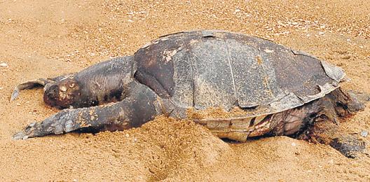 Chief Secy Holds Meet on Turtle Deaths