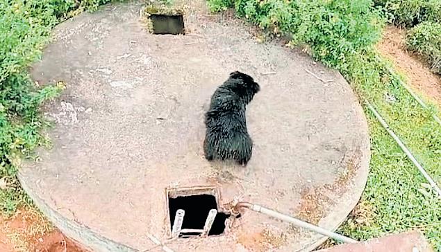 'Uncovered' wells turn death trap for animals in Nilgiris forest region