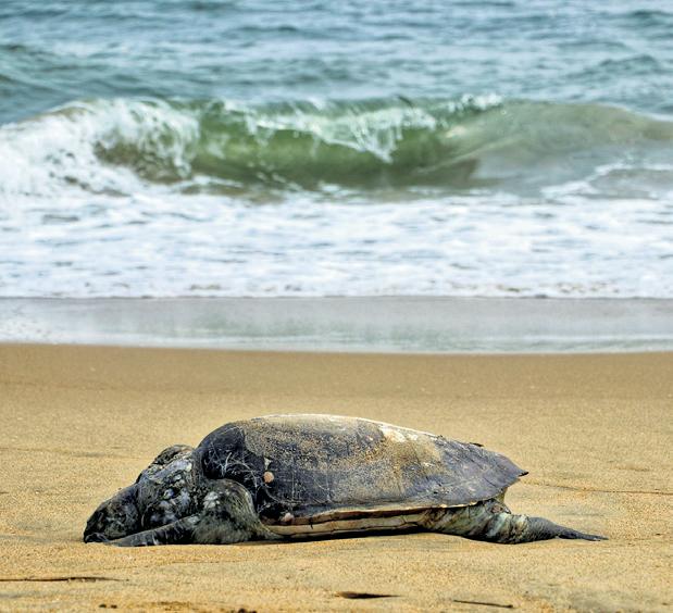 Turtle deaths: NGT flays govt for failing to curb violation by trawlers