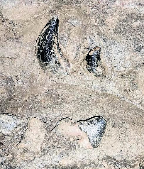 Meghalaya cops step up probe as fossil of whale ancestor goes missing