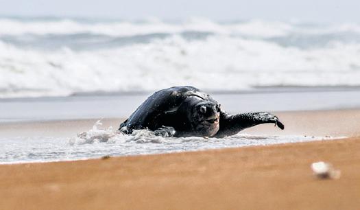16 Olive Ridleys freed from trawl net near Ennore