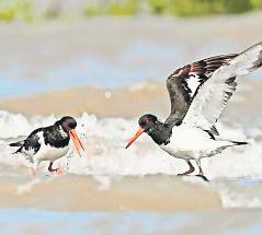 Gujarat soars as India's bird capital, sets records in diversity, conservation