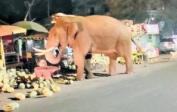 'Baahubali' in hot pursuit of cool melons in Kovai
