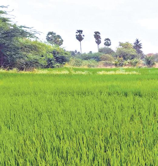 Paddy sown in Tiruppur village after 52-yr-long gap