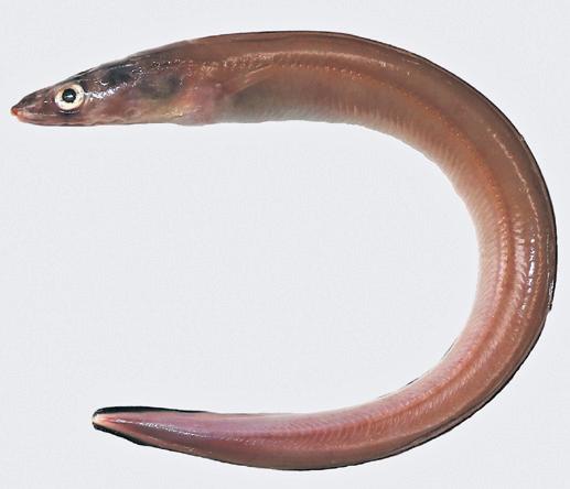 New eel species named 'Tamilicum'