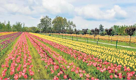 Carpet of 17L tulips to welcome Srinagar visitors
