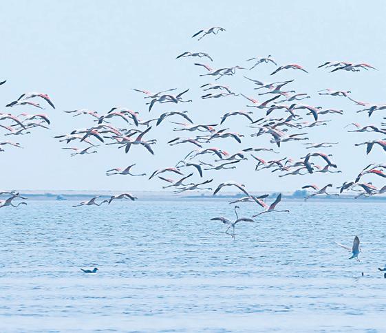 Dhanushkodi to be notified as flamingo sanctuary