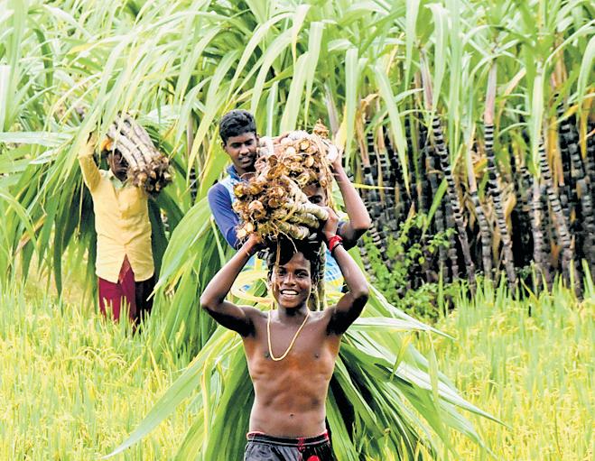 Fillip to organic farming in 37 dists
