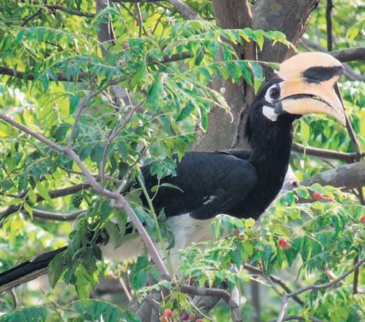 Nest for future: U'khand's forests set to flourish with bird-friendly flora