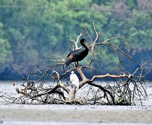 NGT stays TNPCB's order asking CPCL to pay ₹73-cr for oil spill