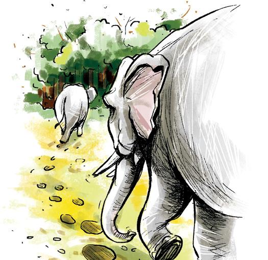 Instances of Coimbatore elephants straying into villages hits record high