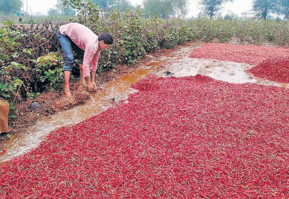 After rain, 1k ha of Ramnad chilli hit by fungal disease