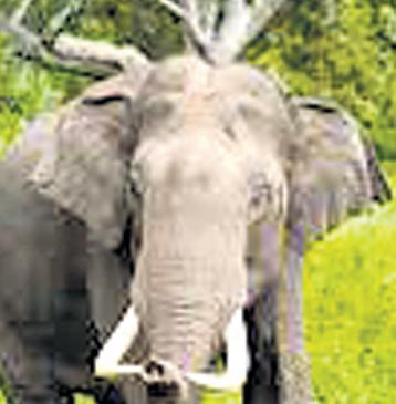 Elephant Havoc Continues in Jharkhand, 2 More Killed