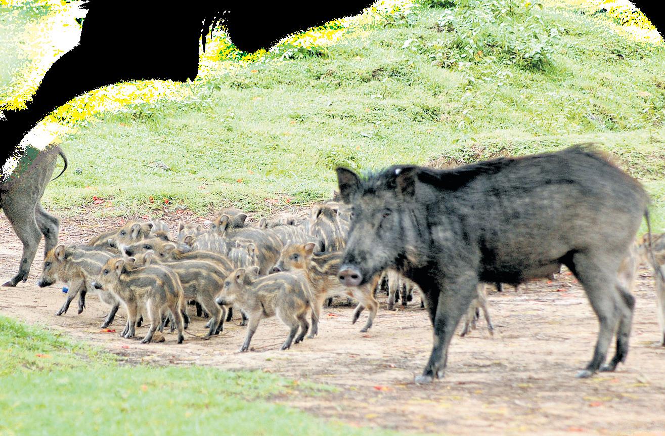 Culling of wild pigs could disturb the predator-prey ratio, as per report