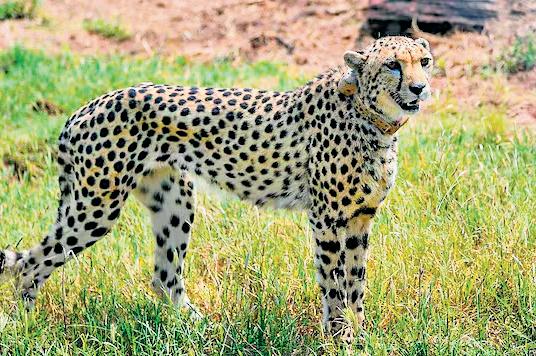 Concern Raised on Felling of Over 4L Trees in Raj Forest for Project Cheetah