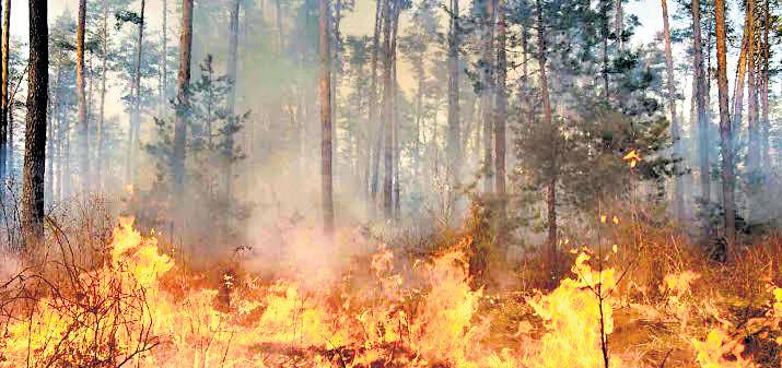 94 blazes in 11 days; J&K battles forest fire surge