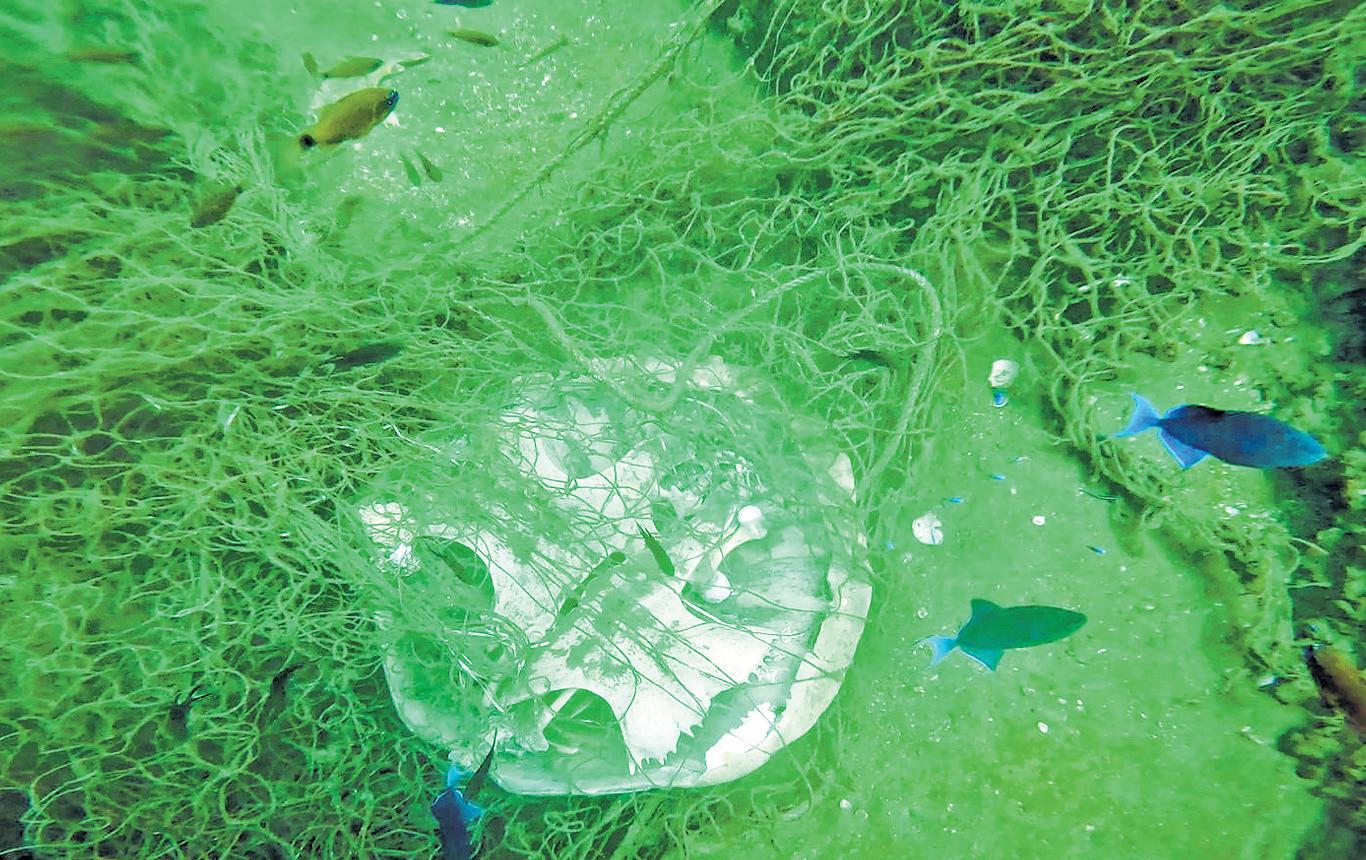 Divers Find Proof of Ghost Net Impact on Turtle, Reef