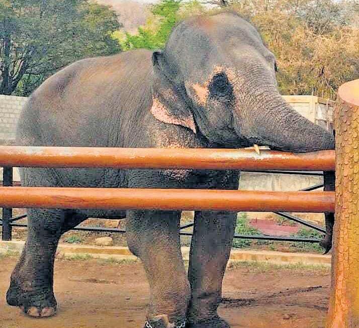 Dist team inspects health of temple elephant 'Deivanai' at Kozhikamuthi
