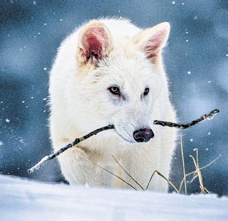 Scientists Employ Genetic Engineering to Revive Dire Wolf
