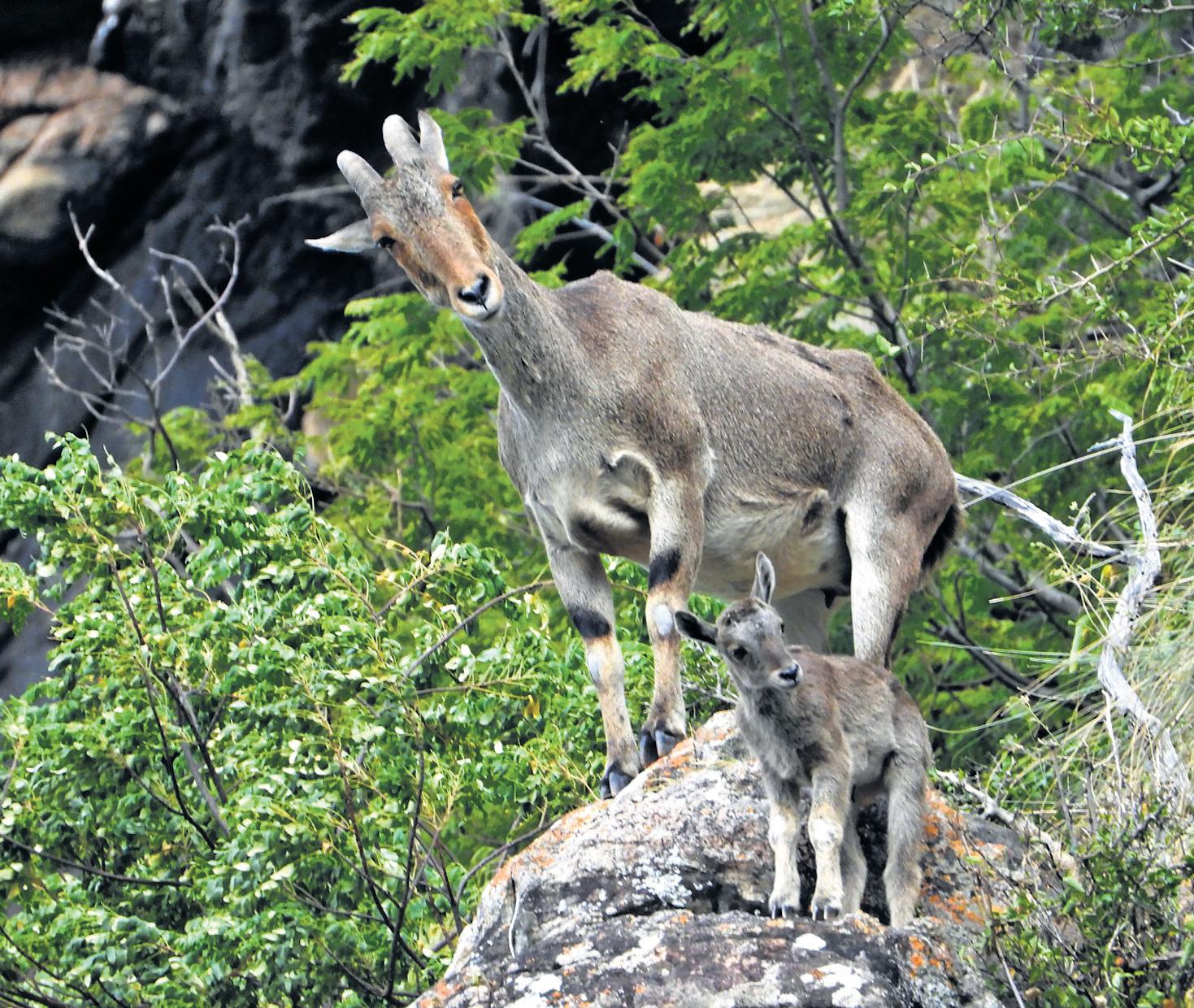 Annual Synchronised Nilgiri Tahr Survey To Begin From April 24