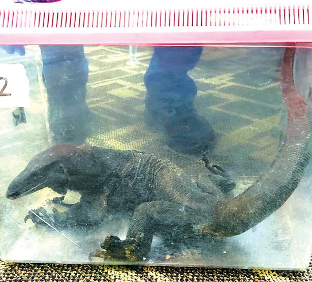Tenkasi man trying to smuggle exotic animals detained at Malaysian airport