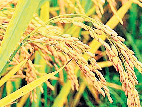 Record procurement forces C'garh to auction surplus paddy, Oppn peeved