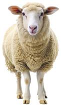 10 New Livestock and Poultry Breeds Notified, Total Number Stands at 212