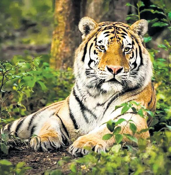 India Plans to Send 6 Royal Bengal Tigers to Cambodia After Monsoon