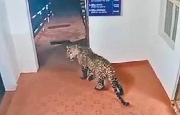Leopard 'gatecrashes' into Naduvattam police station, cop locks himself inside