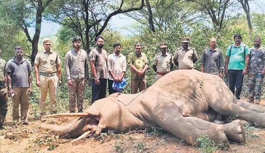 Jumbo Dies of Infection, Forest Vet Rules Out Internal Injuries
