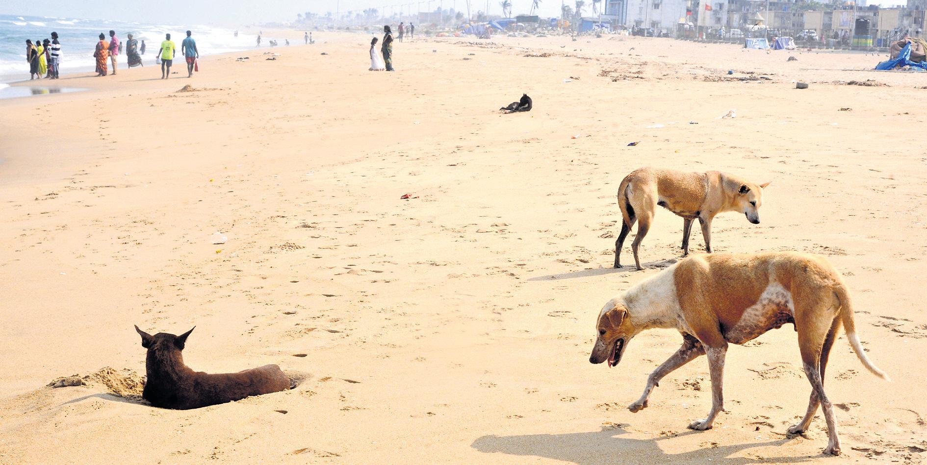State-level panel to coordinate ABC programme, keep stray dogs on leash