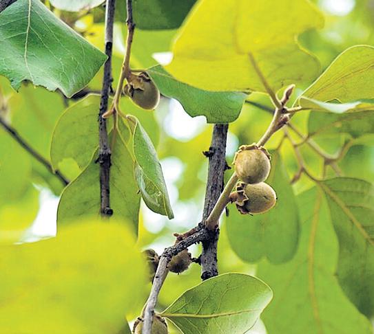 Tendu leaf price: C'garh worried over smuggling from adjoining states