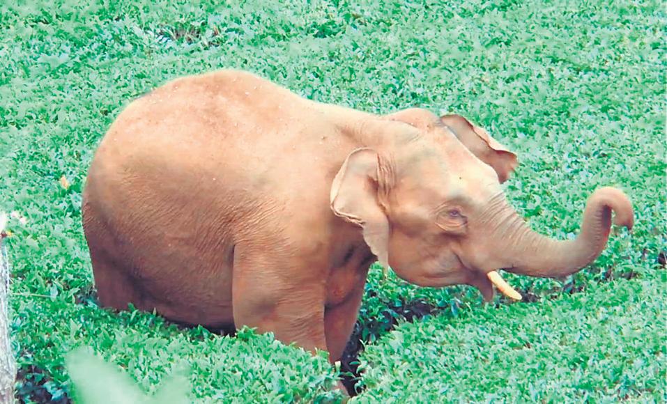 Nilgiris Forest Dept May Tranquillise, Relocate Wild Jumbo From Doddabetta